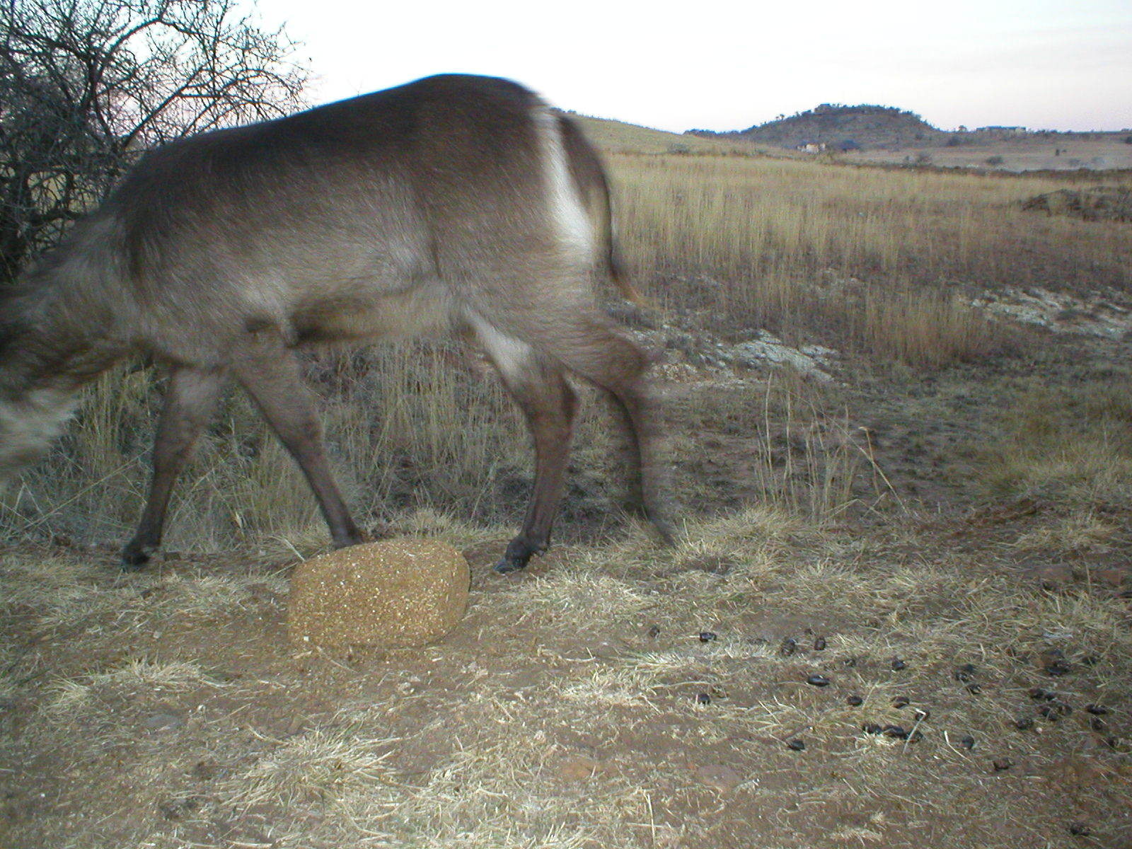 Image of Ellipsen Waterbuck