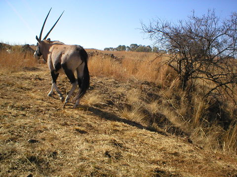 Image of Gemsbok