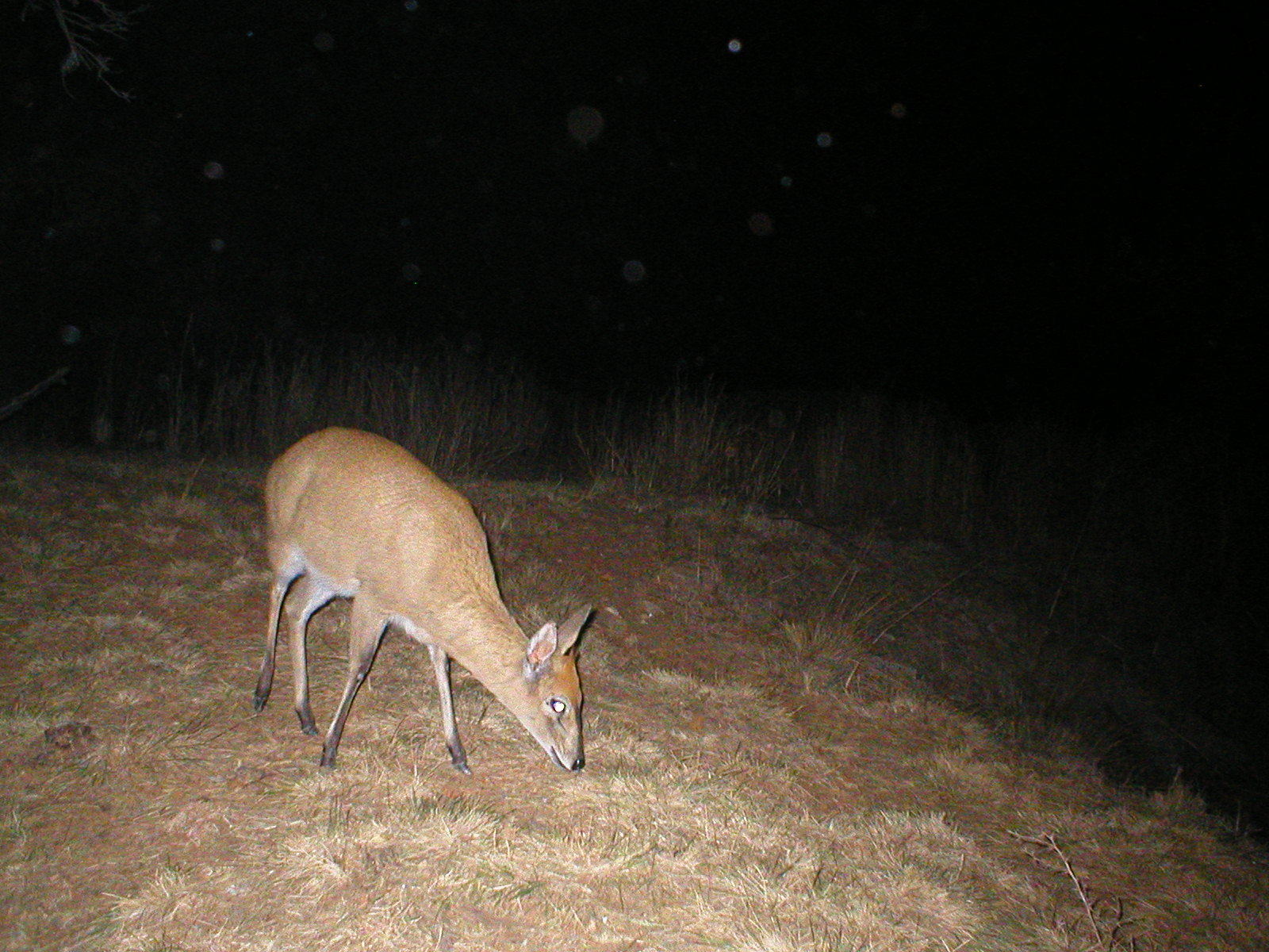 Image of Common Duiker