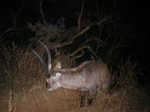 Image of Ellipsen Waterbuck