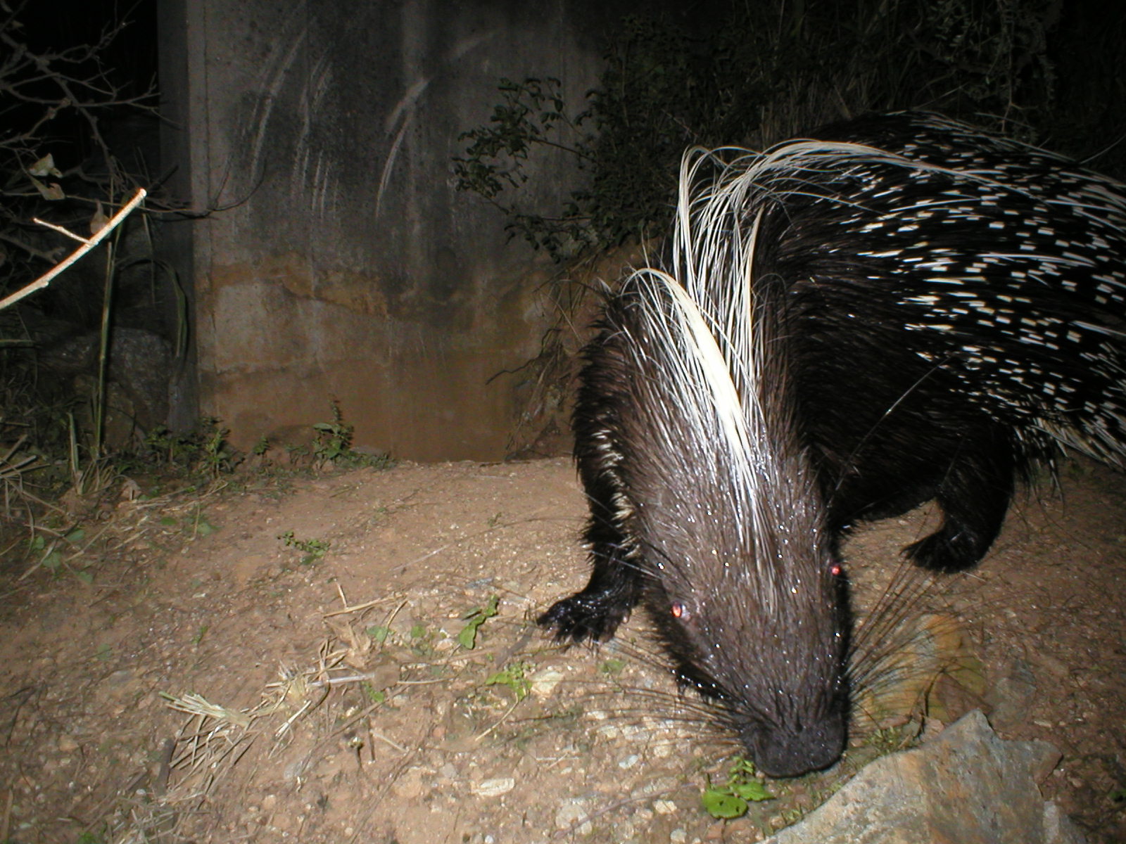 Image of African Porcupine