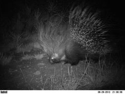 Image of African Porcupine