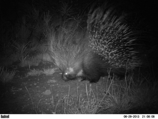 Image of African Porcupine