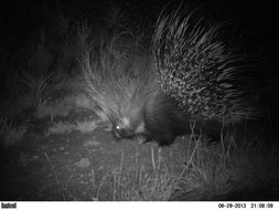 Image of African Porcupine