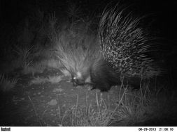 Image of African Porcupine