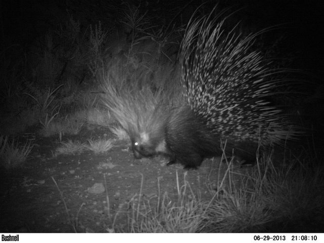 Image of African Porcupine