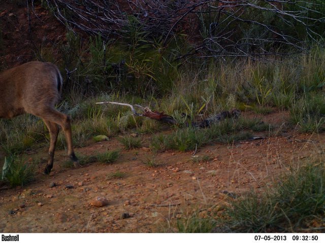 Image of Common Duiker