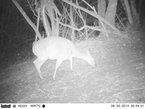 Image of Bushbuck