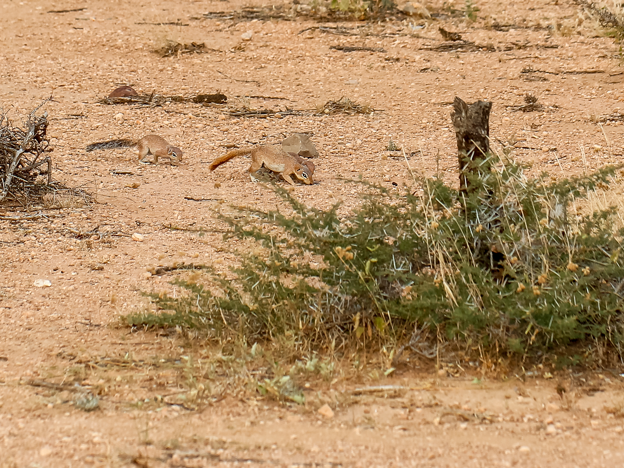 Image of Unstriped Ground Squirrel