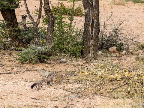 Image of Unstriped Ground Squirrel