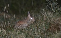 Image of Springhares