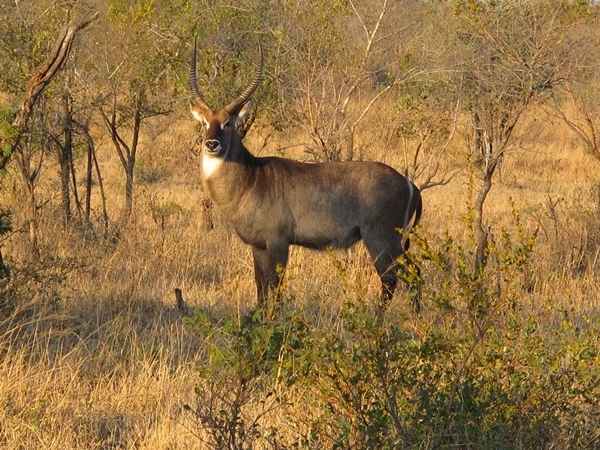 Image of Ellipsen Waterbuck