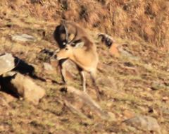 Image of Southern Reedbuck