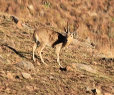 Image of Southern Reedbuck