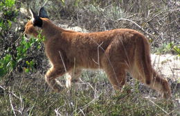 Image of Caracal