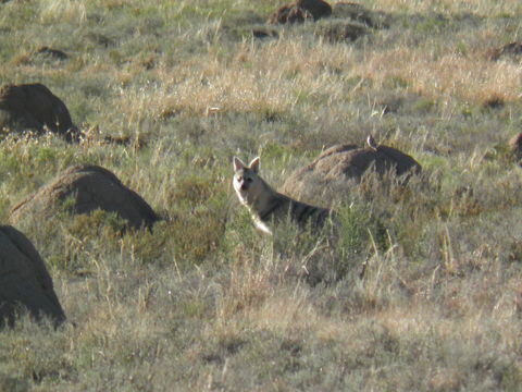 Image of Aardwolves