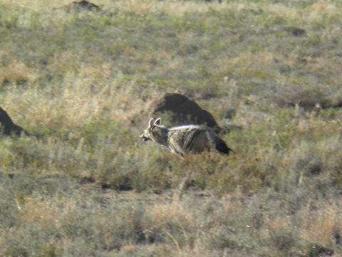 Image of Aardwolves