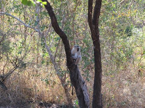 Image of Vervet Monkey