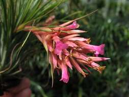 Image of Tillandsia globosa Wawra