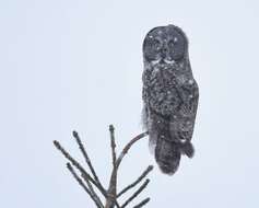 Image of Great Gray Owl