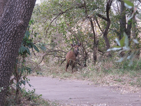 Image of Bushbuck