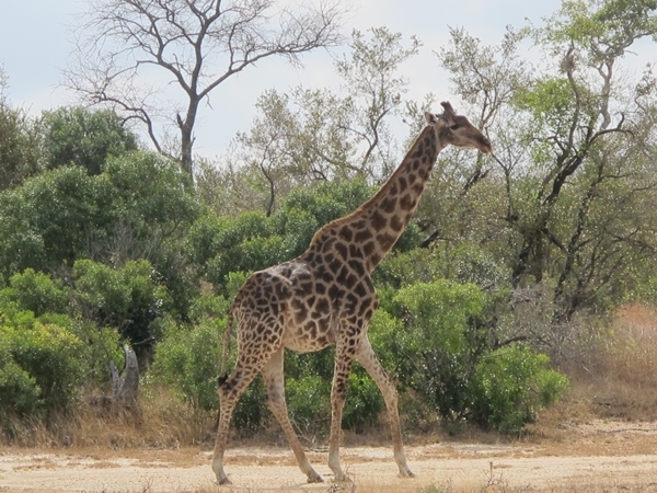 Image of South African Giraffe