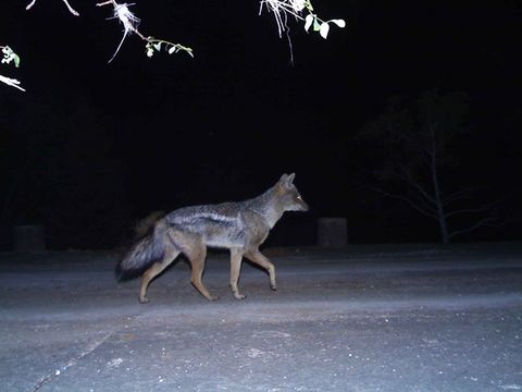 Image of Side-striped Jackal