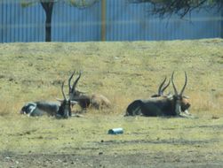 Image of Blesbok