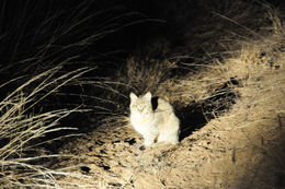 Image of wild cat