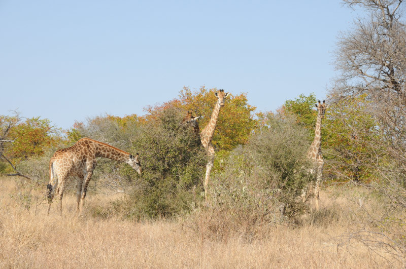 Image of South African Giraffe