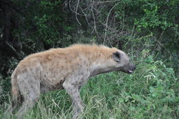 Image of Spotted Hyaenas