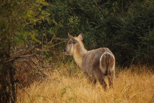 Image of Ellipsen Waterbuck