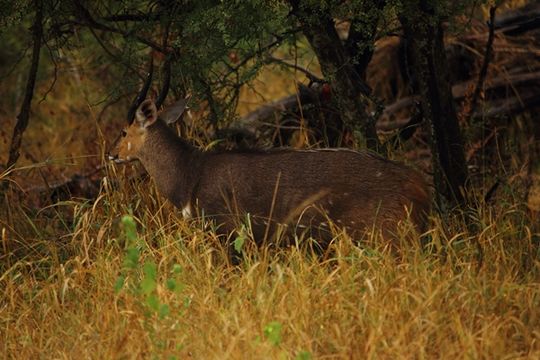 Image of Bushbuck