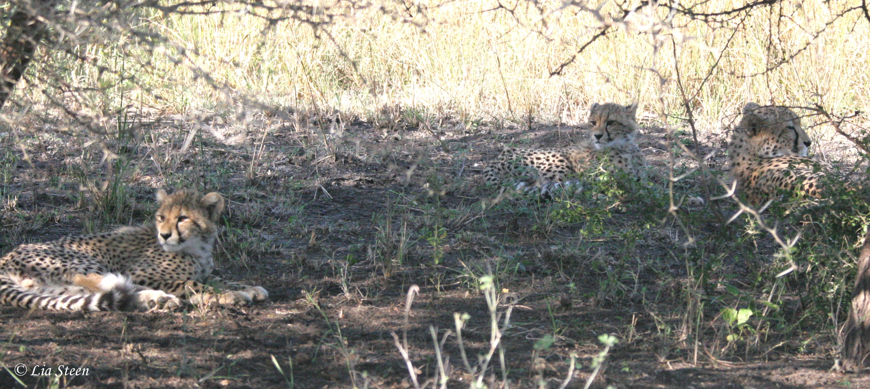 Image de Acinonyx Brookes 1828