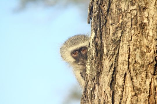 Image of Vervet Monkey