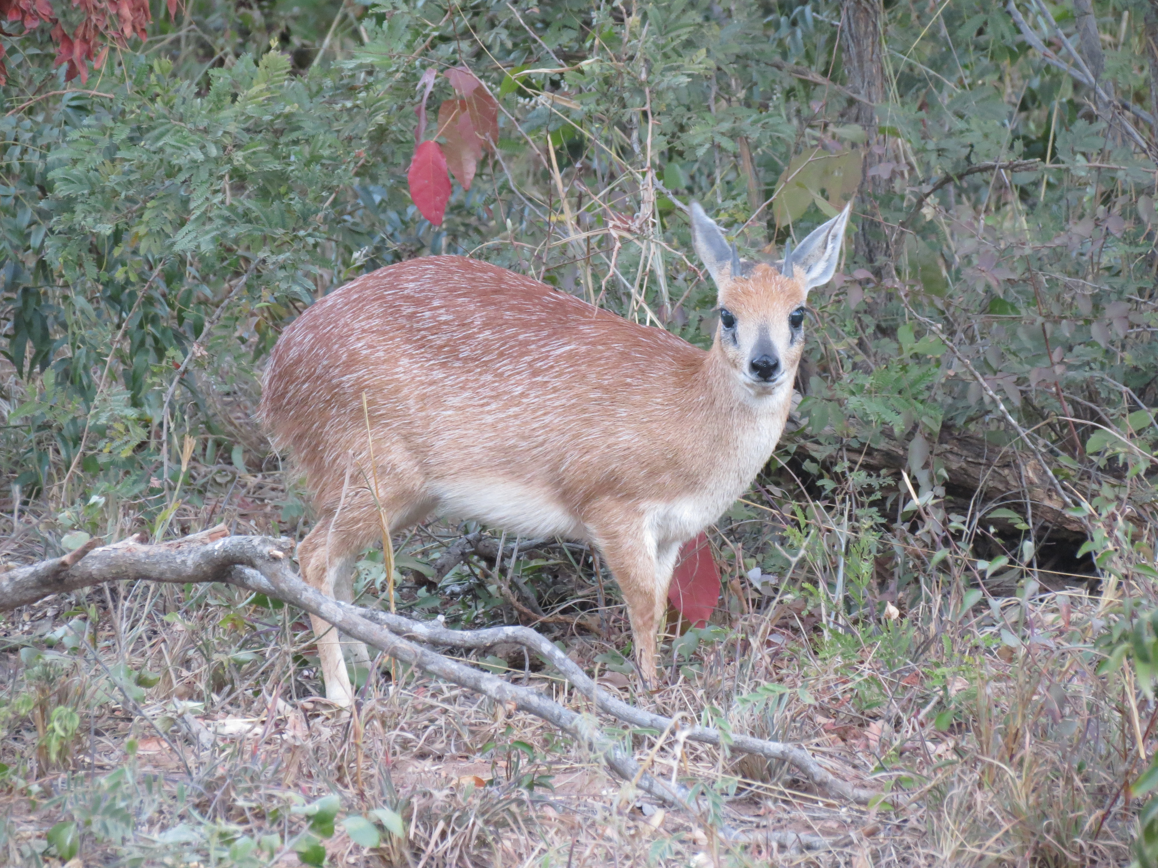 Image of Sharpe's Grysbok