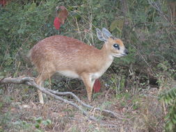 Image of Sharpe's Grysbok