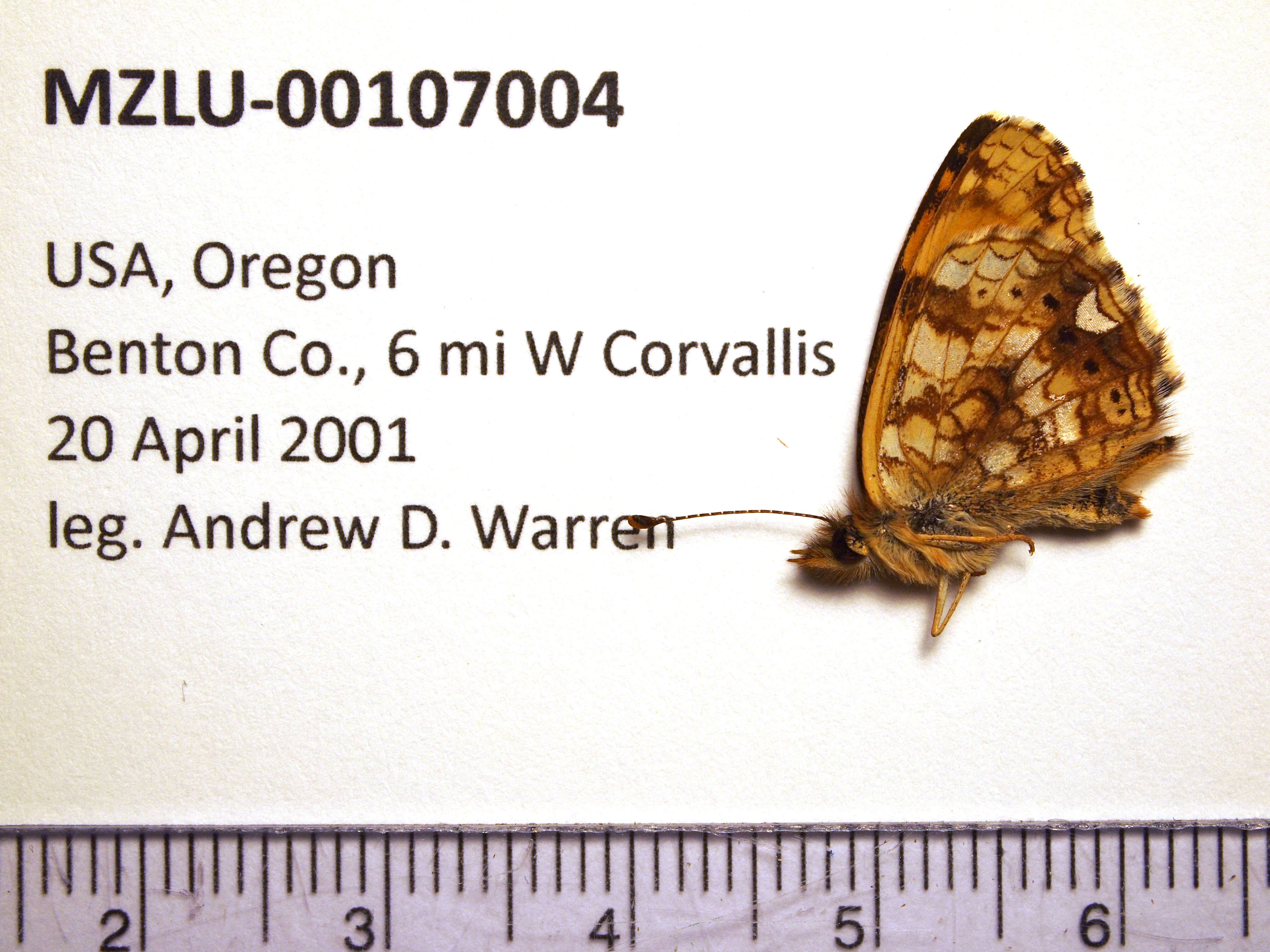 Image of Phyciodes mylitta