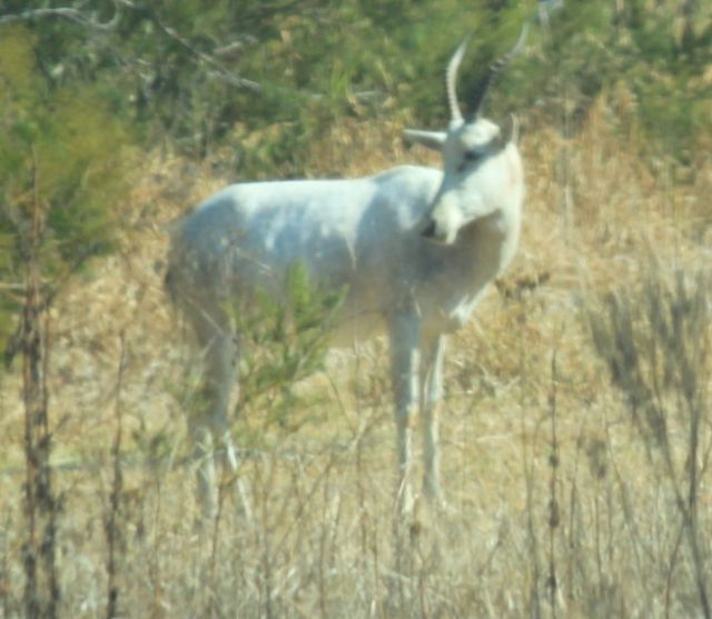 Image of Blesbok