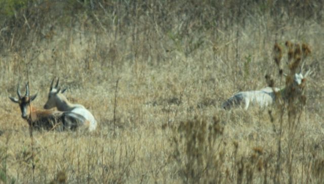 Image of Blesbok