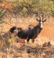 Image of Blesbok