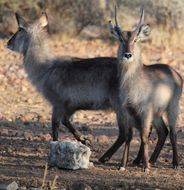 Image of Ellipsen Waterbuck