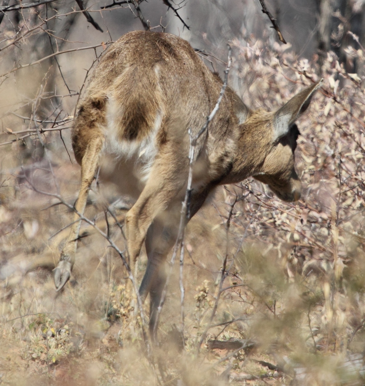 Image of Mountain Reedbuck