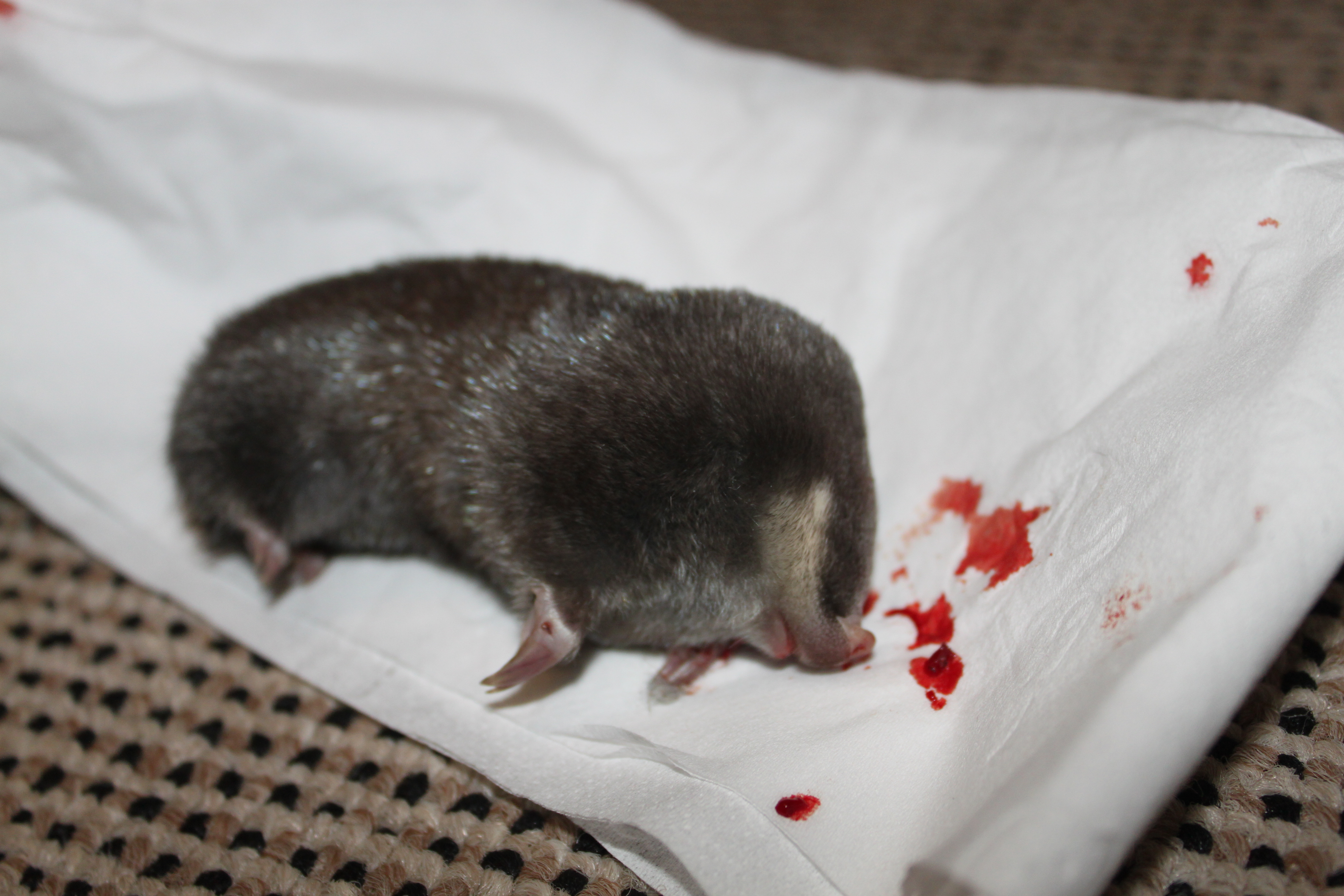 Image of Cape Golden Mole