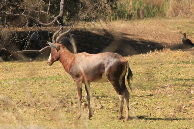 Image of Blesbok