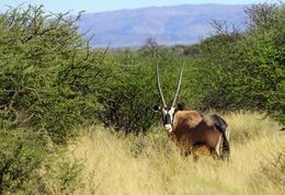 Image of Gemsbok