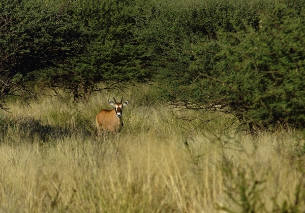 Image of Gemsbok