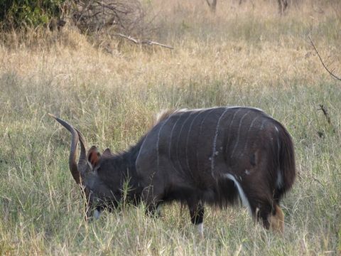 Imagem de Tragelaphus angasii Angas 1849