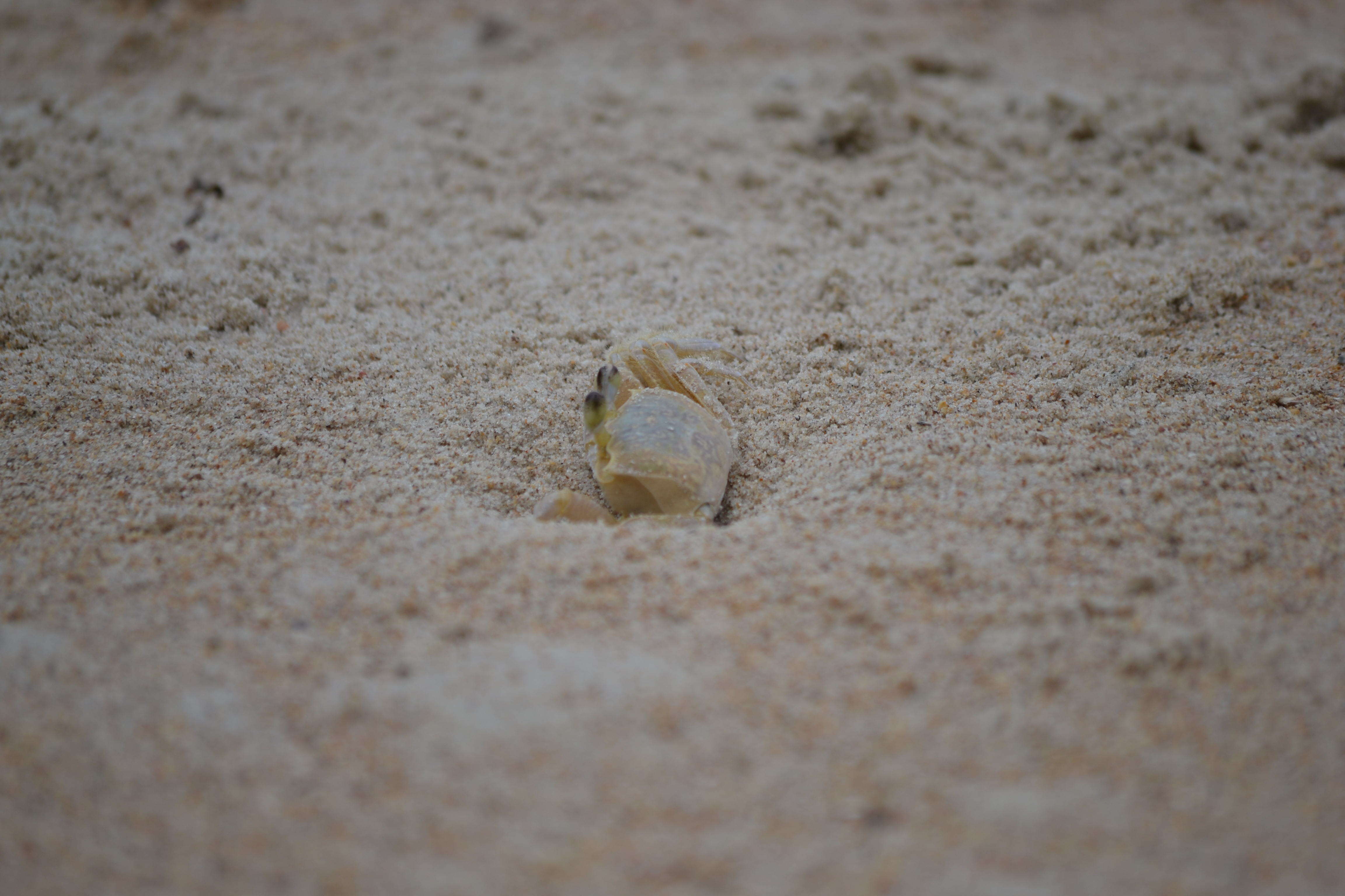 Image of Atlantic Ghost Crab