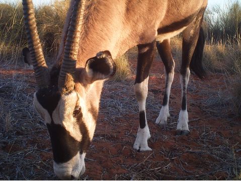 Image of Gemsbok